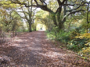 Autumnal Headland Path
